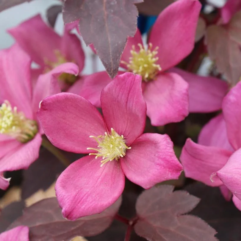 Moongate Mocha™ Clematis
