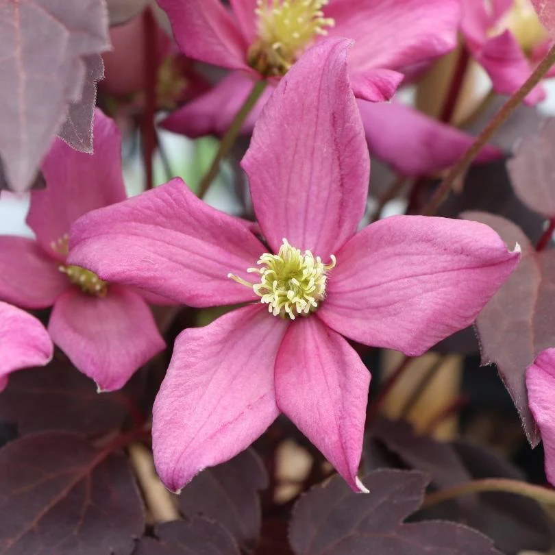 Moongate Mocha™ Clematis - Image 3