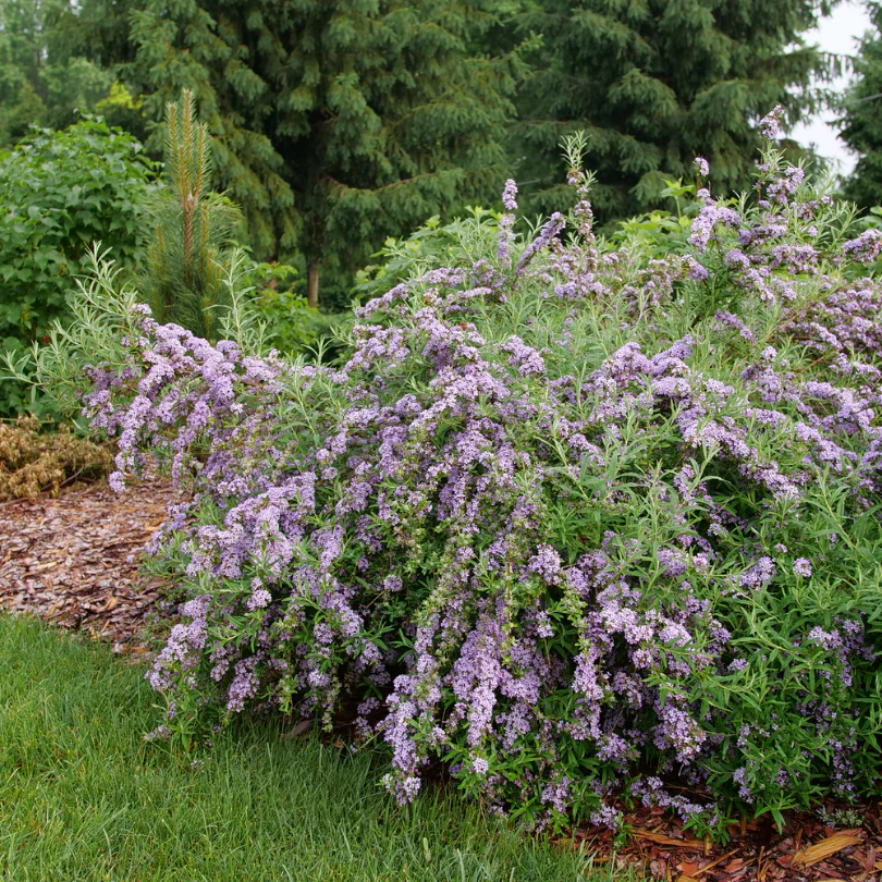 Mop Top™ Fountain Butterfly Bush (Buddleia) - Image 3