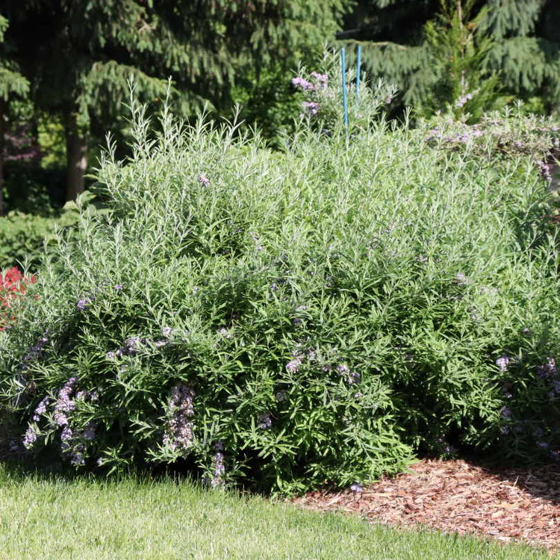 Mop Top™ Fountain Butterfly Bush (Buddleia) - Image 6