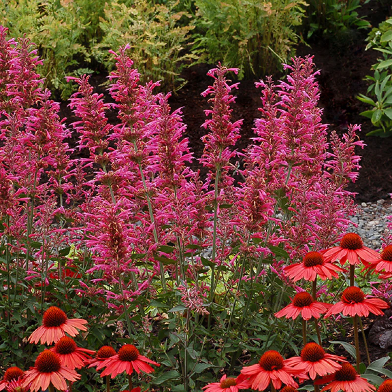 'Morello' Hummingbird Mint (Agastache)