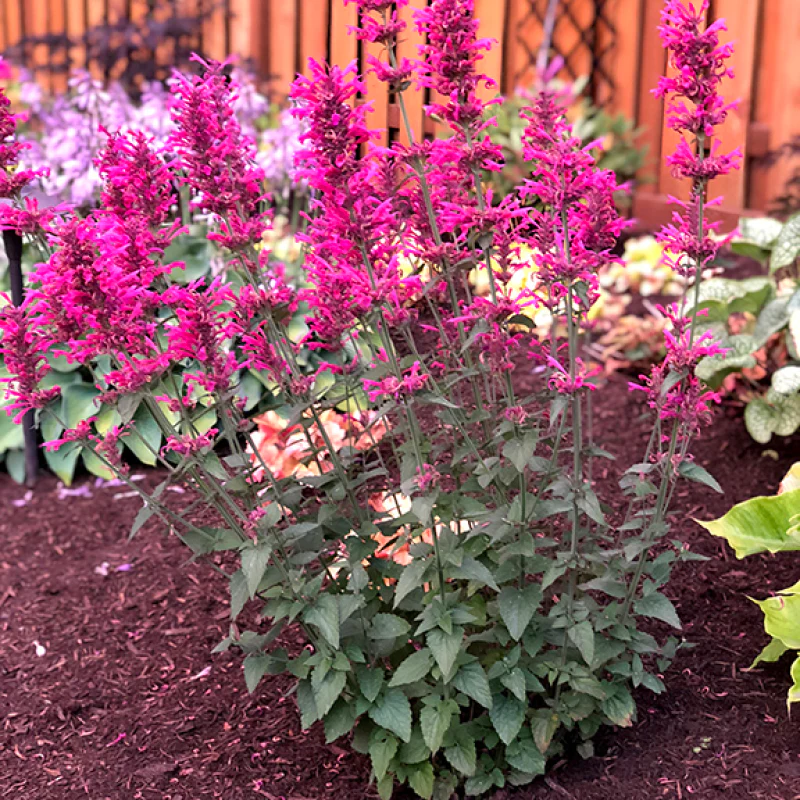 'Morello' Hummingbird Mint (Agastache) - Image 2