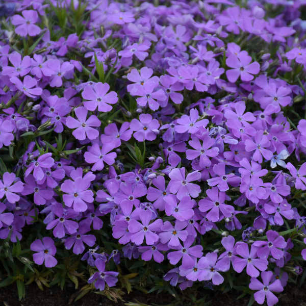 Mountainside™ 'Crater Lake' Phlox