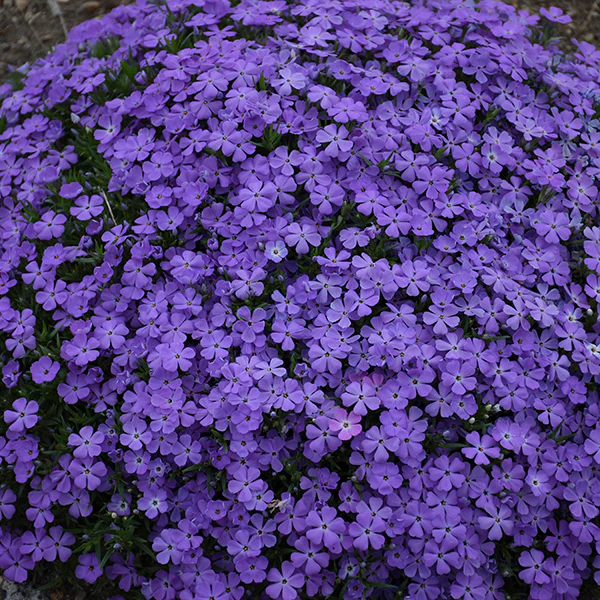 Mountainside™ 'Crater Lake' Phlox - Image 2