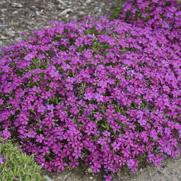 Mountainside™ 'Majestic Magenta' Phlox - Image 2