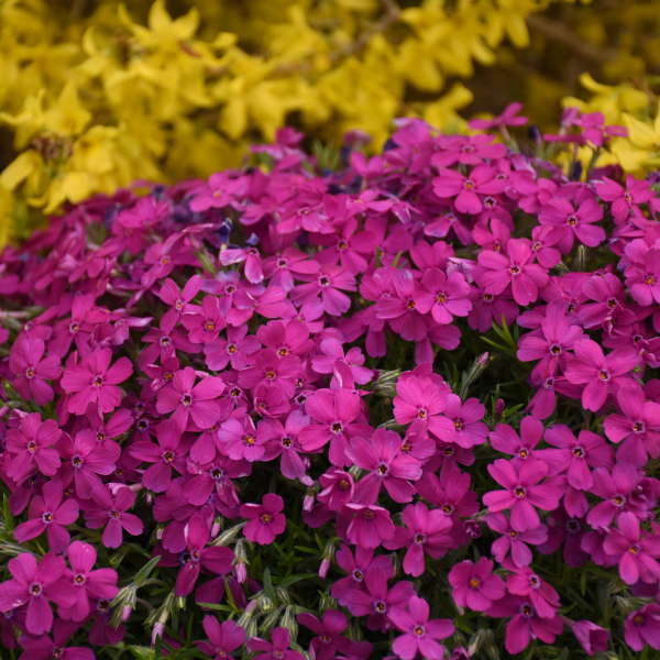 Mountainside™ 'Majestic Magenta' Phlox - Image 3