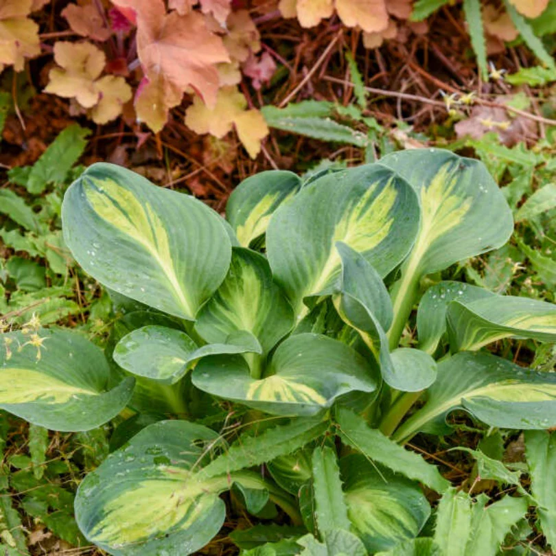 'Mouseketeer' Hosta