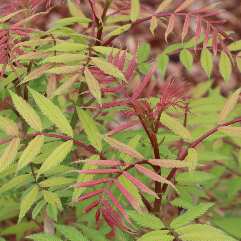 Mr. Mustard™ False Spirea