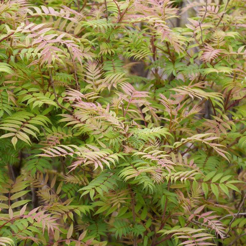 Mr. Mustard™ False Spirea - Image 2