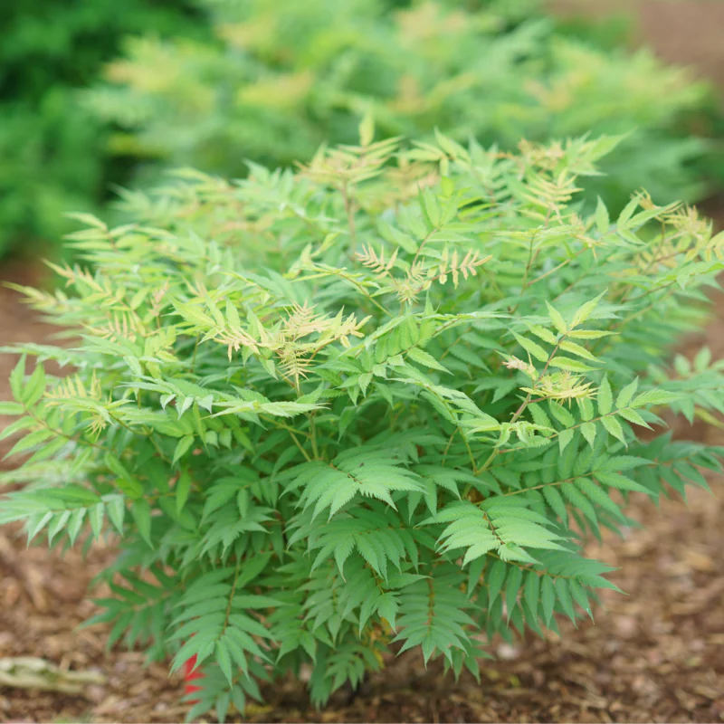 Mr. Mustard™ False Spirea - Image 4