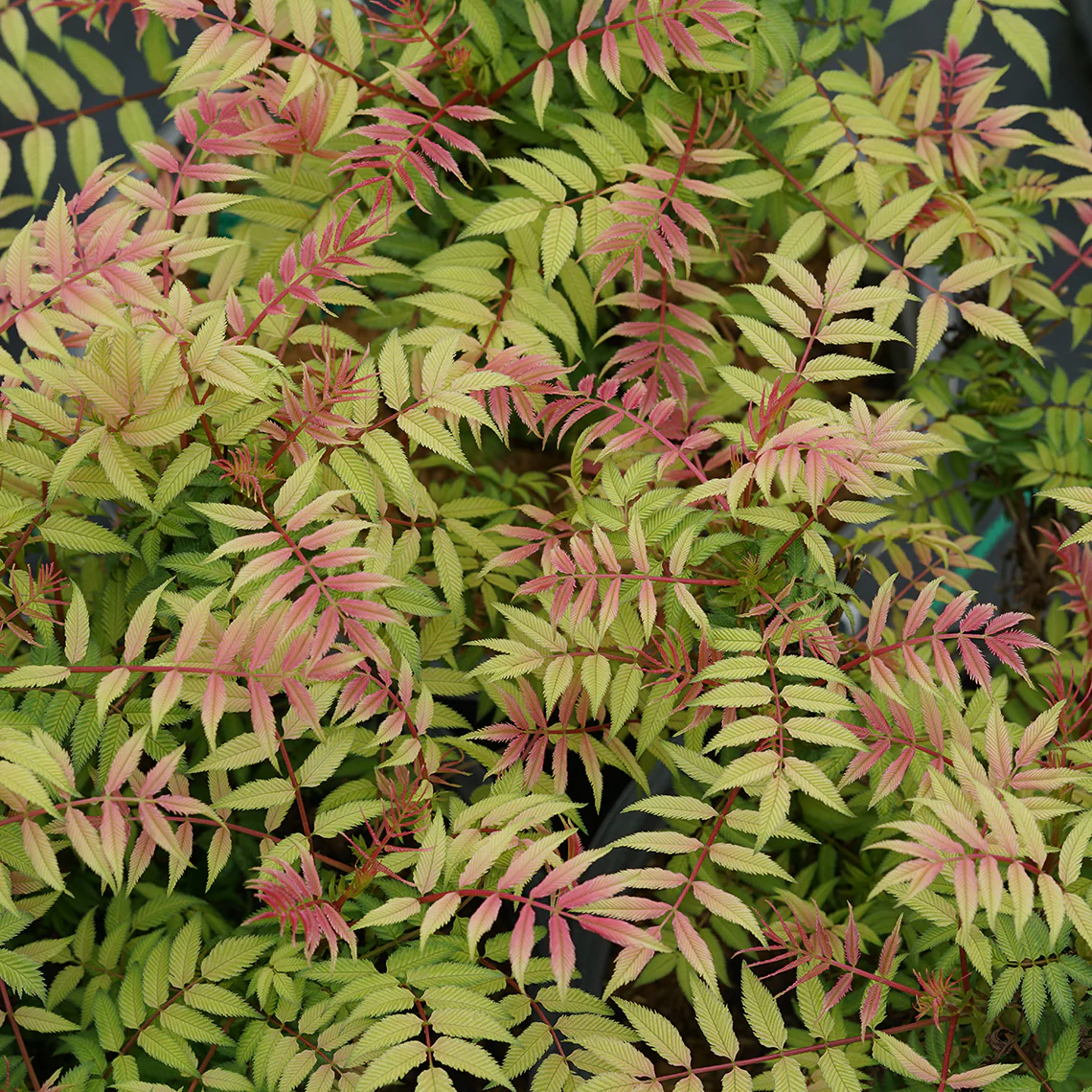 Mr. Mustard™ False Spirea - Image 6