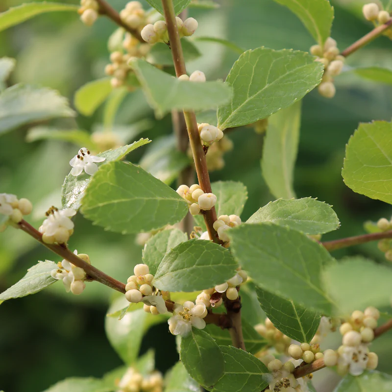 Mr. Poppins® Winterberry Holly (Ilex)