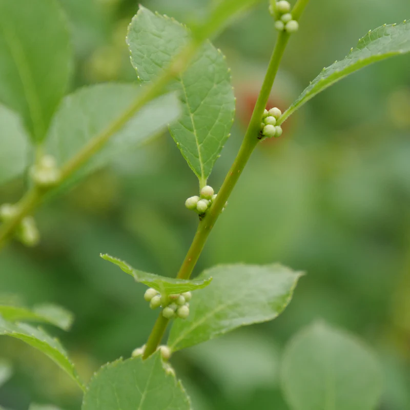 Mr. Poppins® Winterberry Holly (Ilex) - Image 3