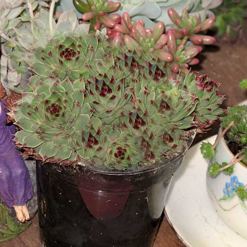 Mrs. Giuseppi Hens & Chicks - Image 3