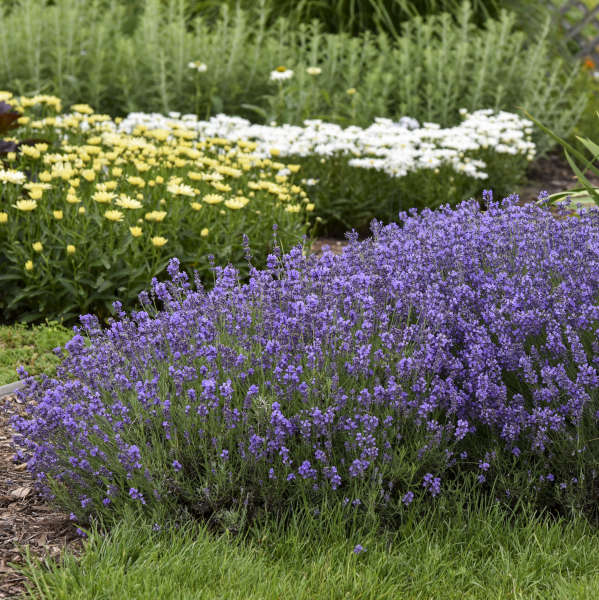 Munstead Lavender (Lavandula)