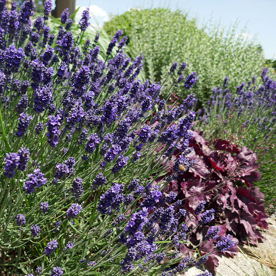Munstead Lavender (Lavandula) - Image 2