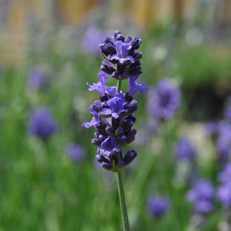 Munstead Lavender (Lavandula) - Image 3