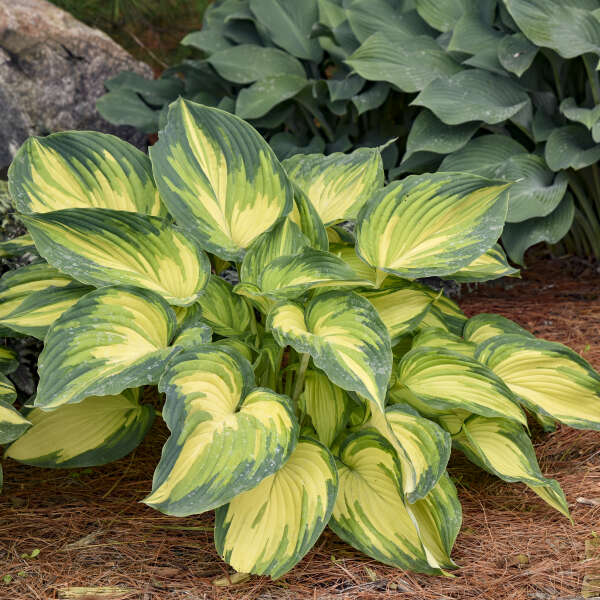 'My Fair Lady' Hosta
