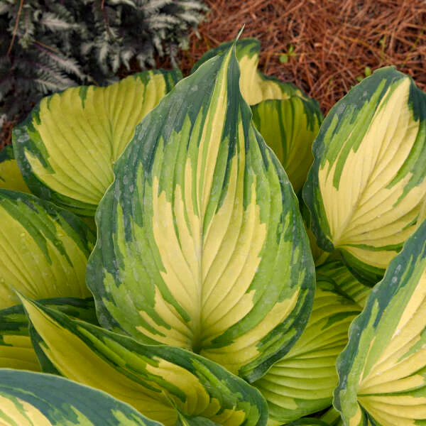 'My Fair Lady' Hosta - Image 2