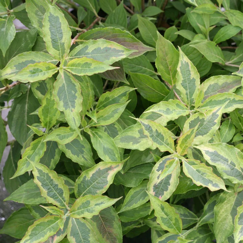 My Monet® 'Sunset' Weigela - Image 2