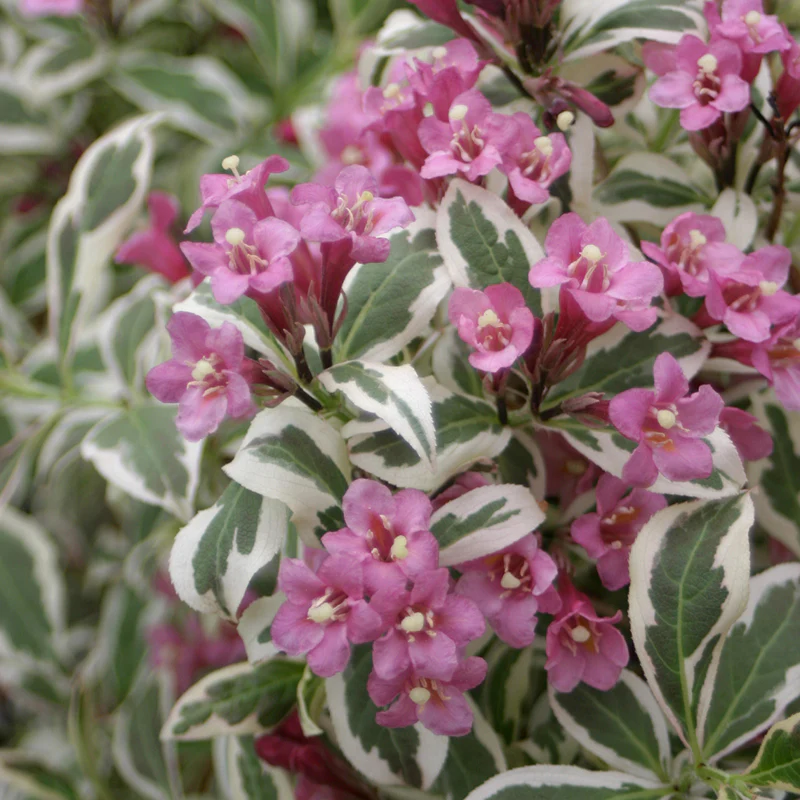 My Monet® Weigela - Image 2