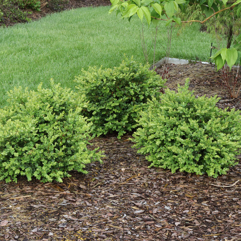 Neatball™ Boxwood (Buxus)
