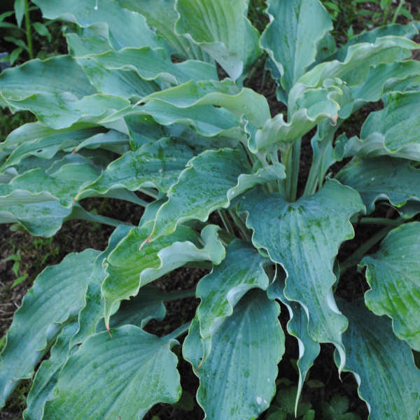 'Neptune' Hosta - Image 2