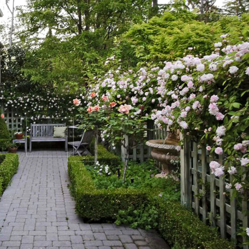 'New Dawn' Climbing Rose - Image 2