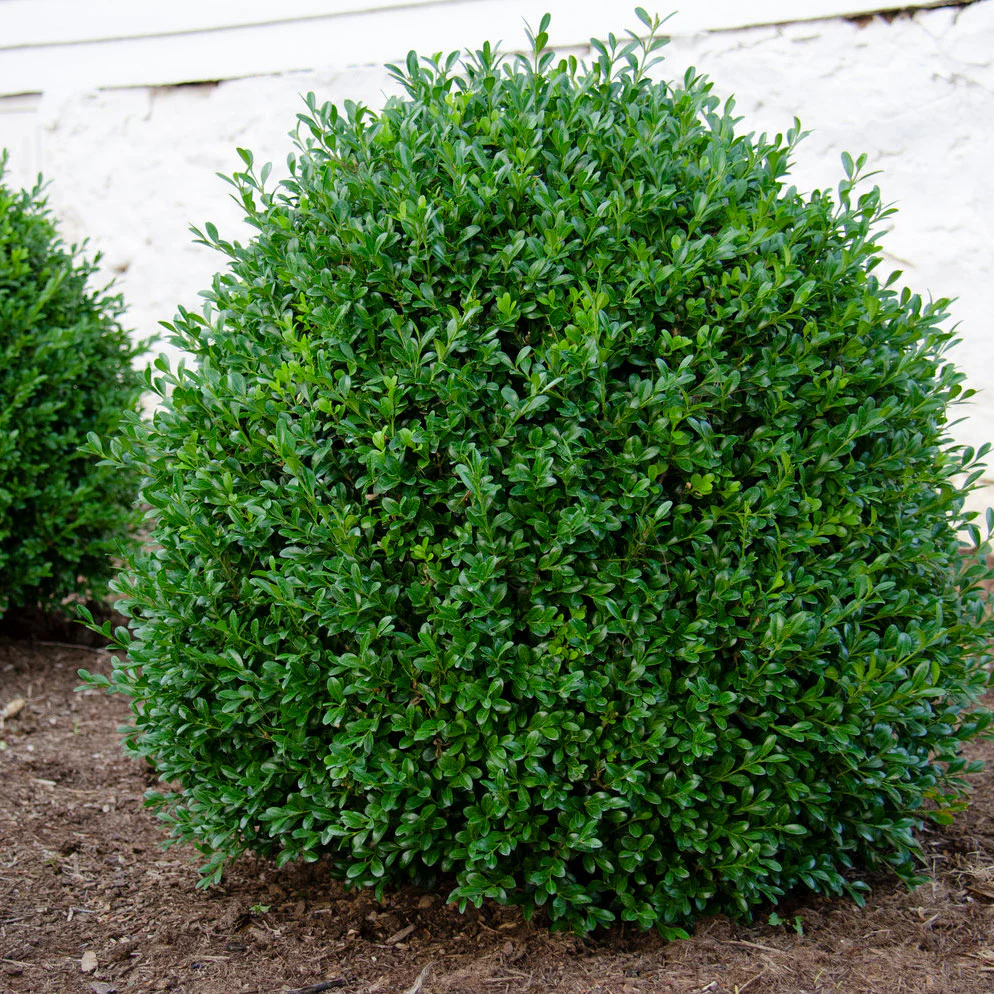 NewGen Independence® Boxwood (Buxus)