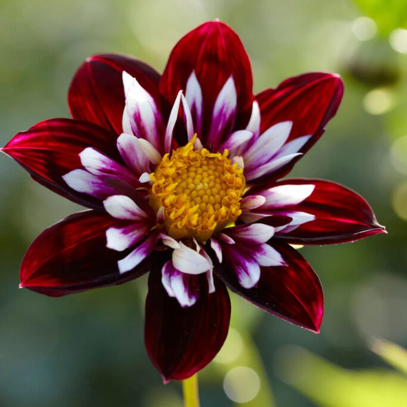 'Night Butterfly' Dahlia