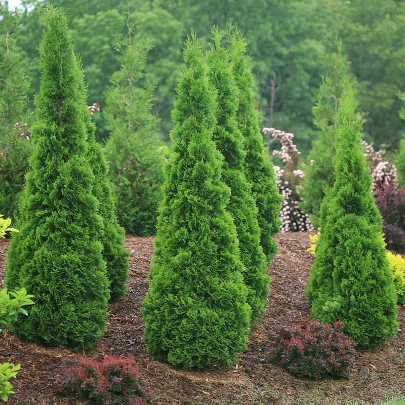 North Pole® Arborvitae (Thuja)
