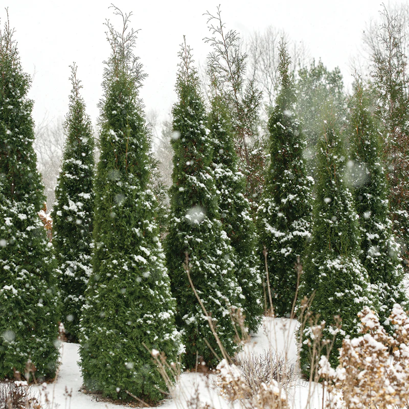 North Pole® Arborvitae (Thuja) - Image 2