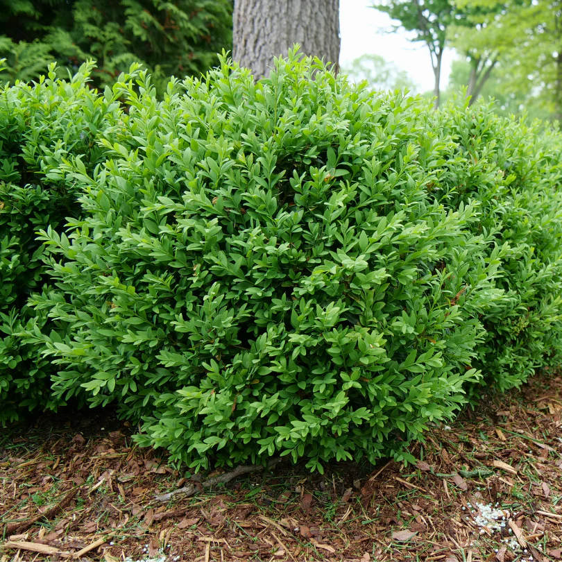North Star® Boxwood (Buxus)