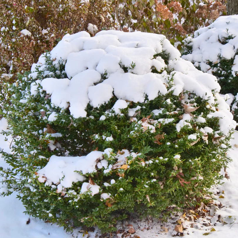 North Star® Boxwood (Buxus) - Image 2