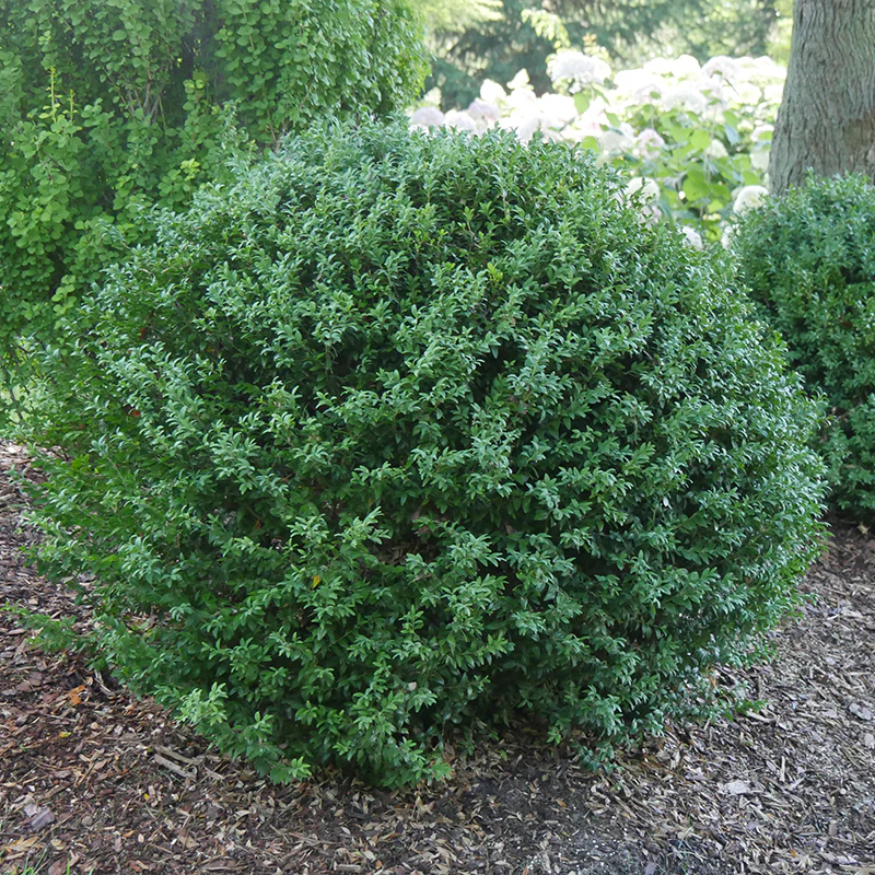 North Star® Boxwood (Buxus) - Image 5