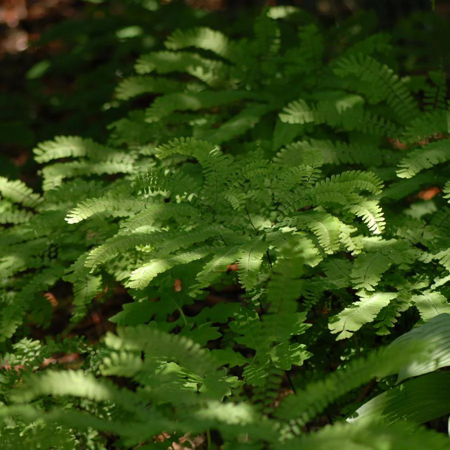 Northern Maidenhair Fern (Adiantum) - Image 3