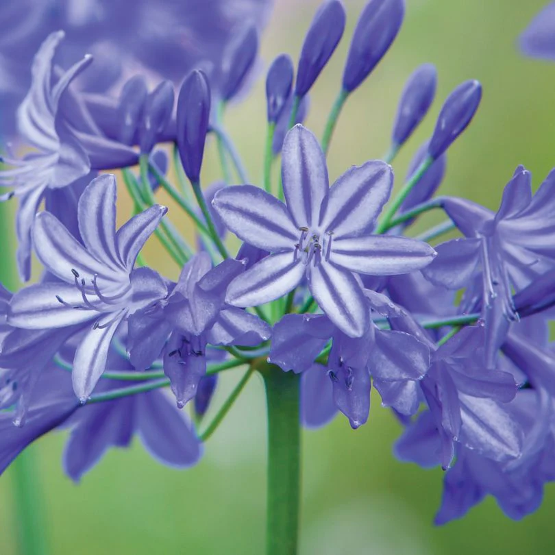 'Northern Star' Lily of the Nile (Agapanthus)