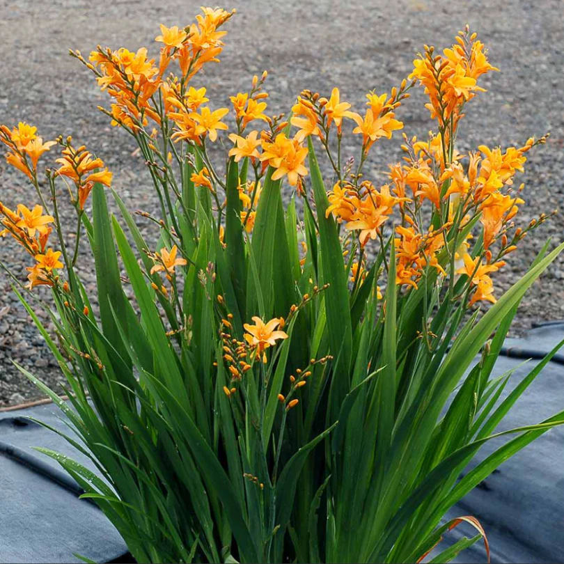 Nova® ‘Gold Dust' Montbretia (Crocosmia) - Image 2