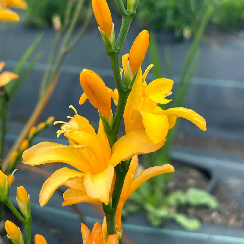 Nova® ‘Gold Dust' Montbretia (Crocosmia) - Image 3