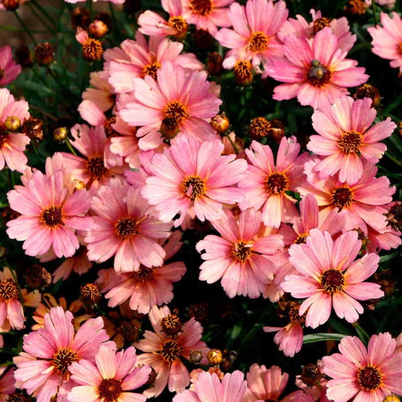 Nova® ‘Sunstone’ Tickseed (Coreopsis) - Image 2