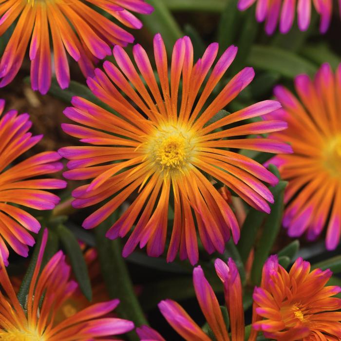 Ocean Sunset™ Orange Glow Ice Plant (Delosperma)