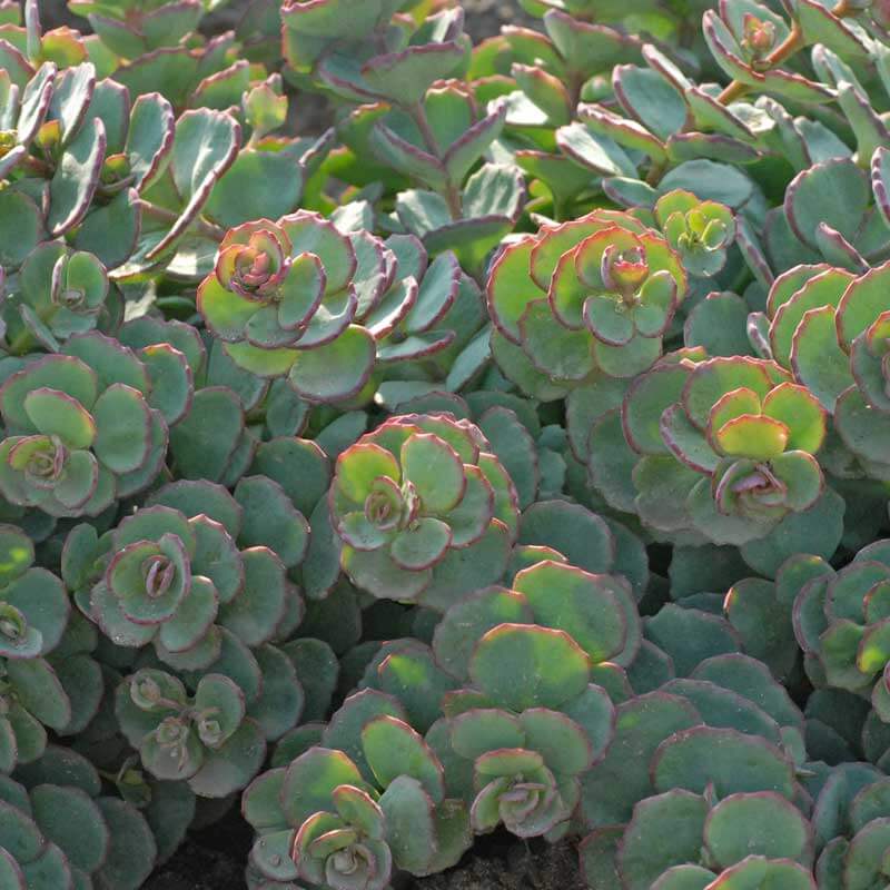 October Daphne Stonecrop