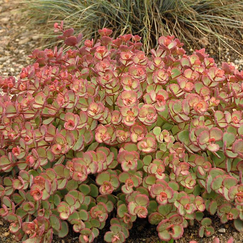 October Daphne Stonecrop - Image 3