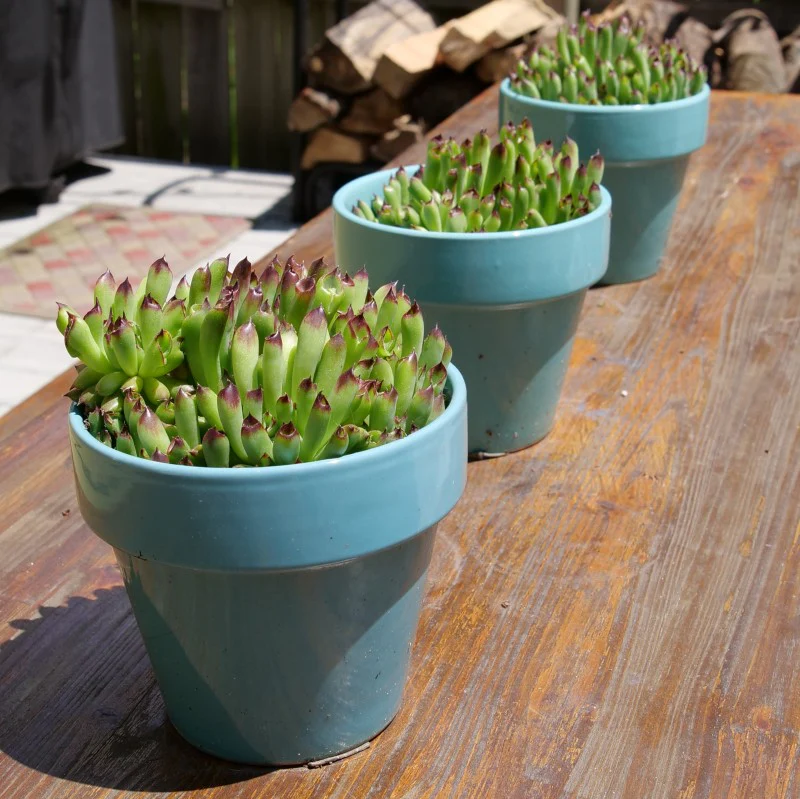 'Oddity' Hens & Chicks - Image 2