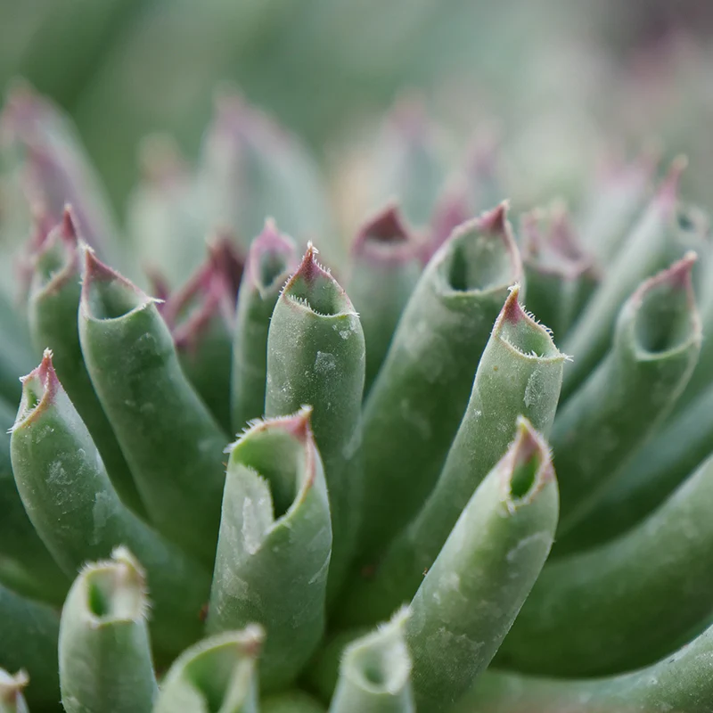 'Oddity' Hens & Chicks - Image 3