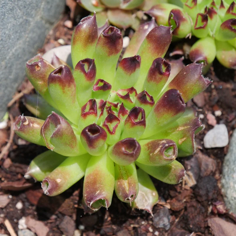 'Oddity' Hens & Chicks - Image 4