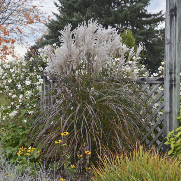 'Oktoberfest' Maiden Grass (Miscanthus) - Image 2