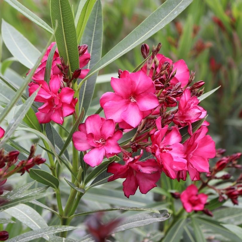 ¡OLÉ!™ Bicolor Red Oleander (Nerium)