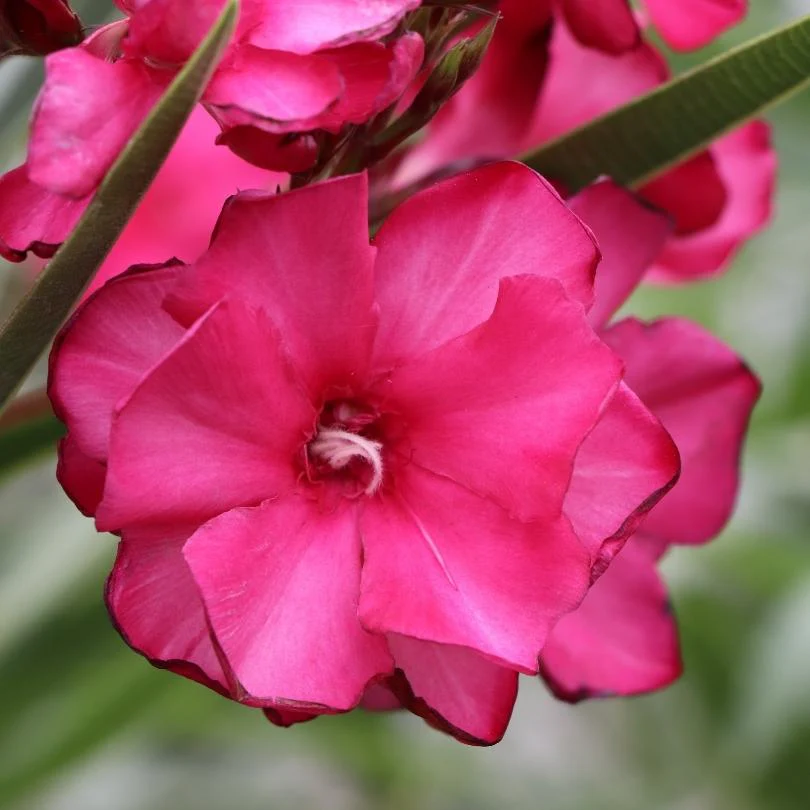¡OLÉ!™ Bicolor Red Oleander (Nerium) - Image 2