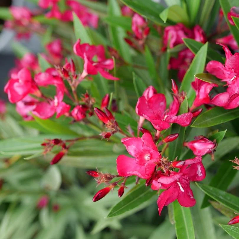 ¡OLÉ!™ Bicolor Red Oleander (Nerium) - Image 3